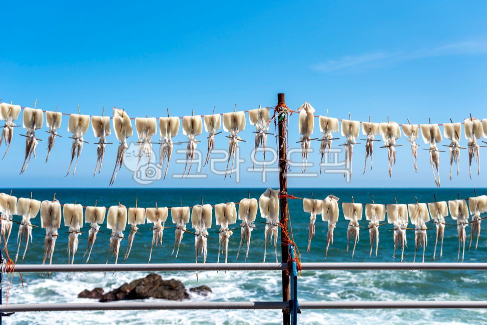 seafood,sky,blue sky,dried squid,dry,driedsquid,East Sea,Beach,ocean,blue,calamari,squid,autumn