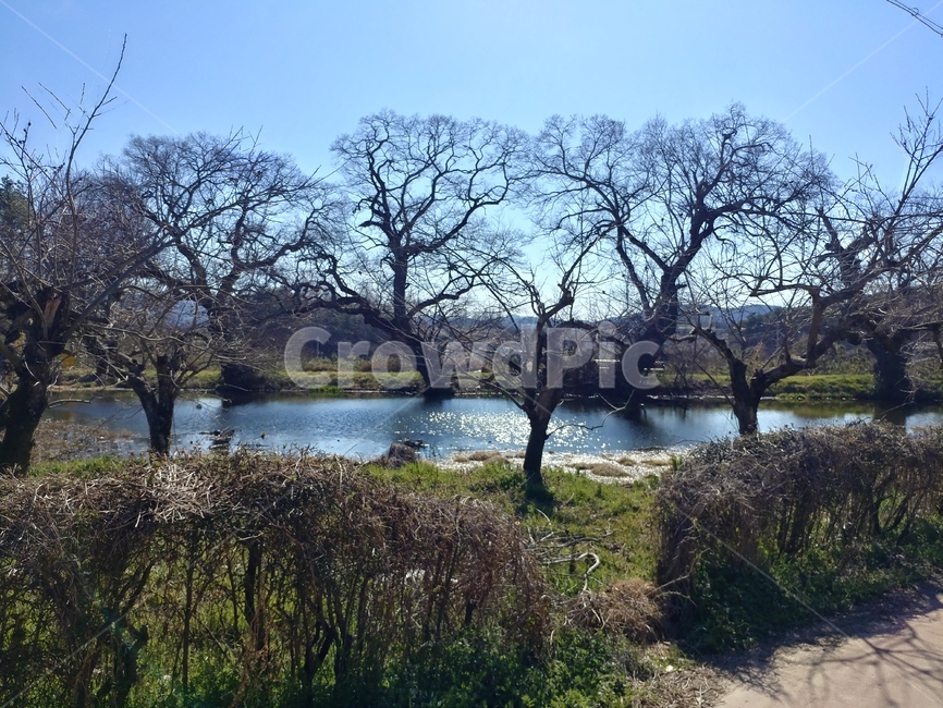 담양,호수,강,물결,풍경,자연,풍경,nature,landscape,water,물,tree,나무,plant,식물,outdoors,옥외