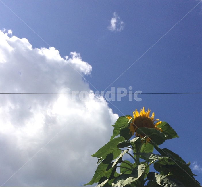 해바라기,sunflower,꽃,하늘,sky,blue,식물,자연,plants,nature,꽃,flower