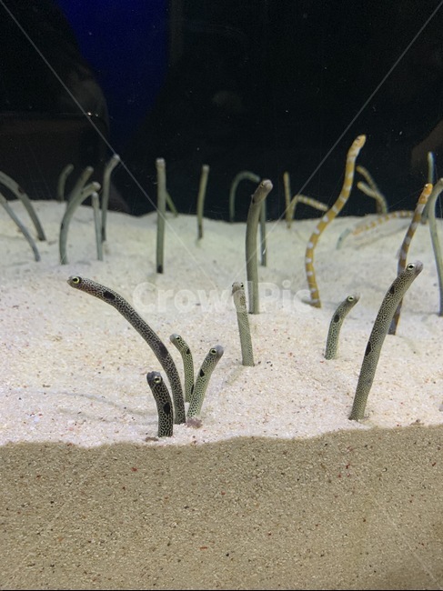 갯장어,어류,장어,물,water,아쿠아리움,수족관,aquarium