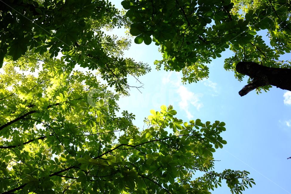 하늘,나무,잎,자연,나뭇잎,배경,풍경,자연,풍경,nature,landscape,tree,plant,식물