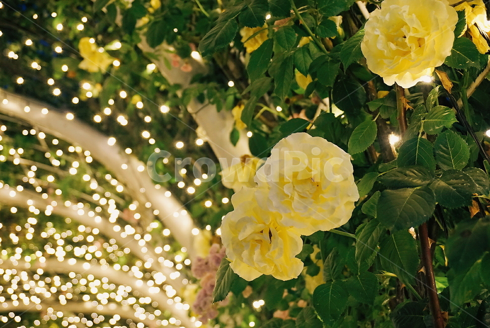 울산대공원,장미축제,울산대공원장미원,장미,꽃,장미꽃,식물,자연,plants,nature,꽃,flower