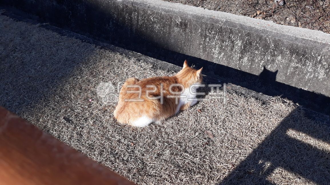 bread,stray cat,cat,animal