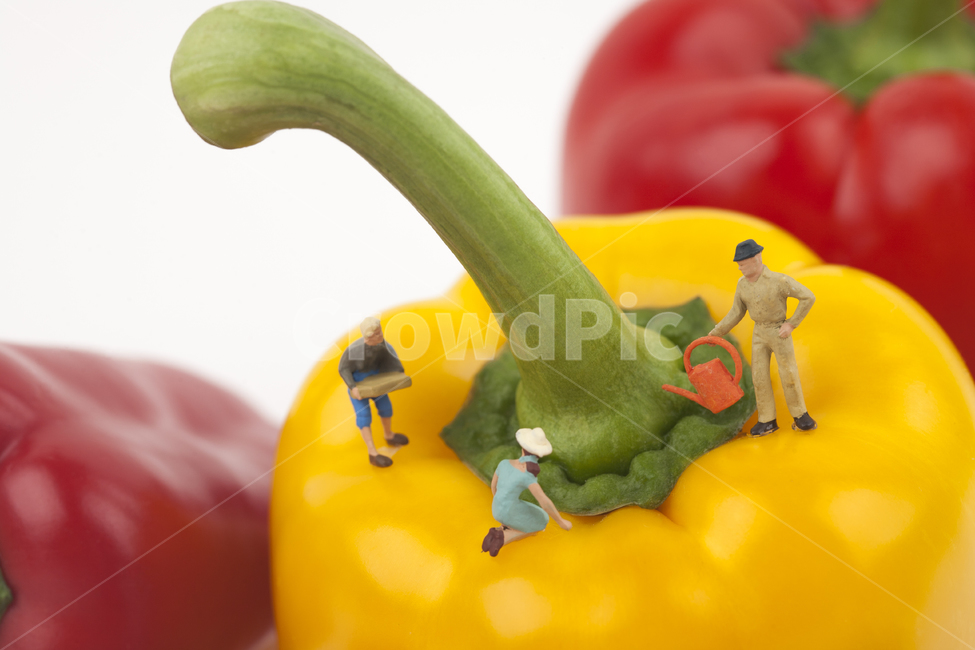 음식,오브젝트,파프리카,야채,채소,녹색,그린,화이트,흰색,푸드,다이어트,비비드,신선한,영양소,건강,먹다,피망,여자,미니어처,주황색,농사,농부,귀농,귀촌,비타민,비타민씨,쟁기,농기구,일구다,가꾸다,도시농부,오렌지색,빨간색,레드,클로즈업,누끼,수확,팜,농장,남자,피플,사람들,물뿌리개,텃밭,주말농장,펀,피규어,아이디어,컨셉,컬러풀,조각상,동상,석상,조형물,statue,bronze statue,stone statue,음식,식재료,요리,food,cook,meal,dishes,food reserves,채소,야채,vegetables,농업,농사,agriculture,farming,farming industry,연출,컨셉,콘셉,direction,concept