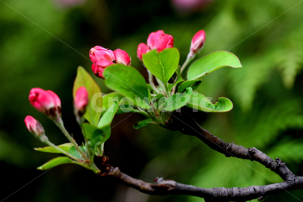 꽃,식물,나무,봄,계절,식물,자연,plants,nature,꽃,flower