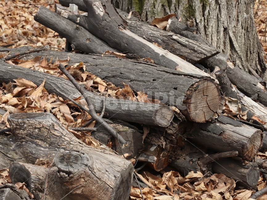나무토막,가지치기,장작,나이태,썩은나무,나무,trees,wood