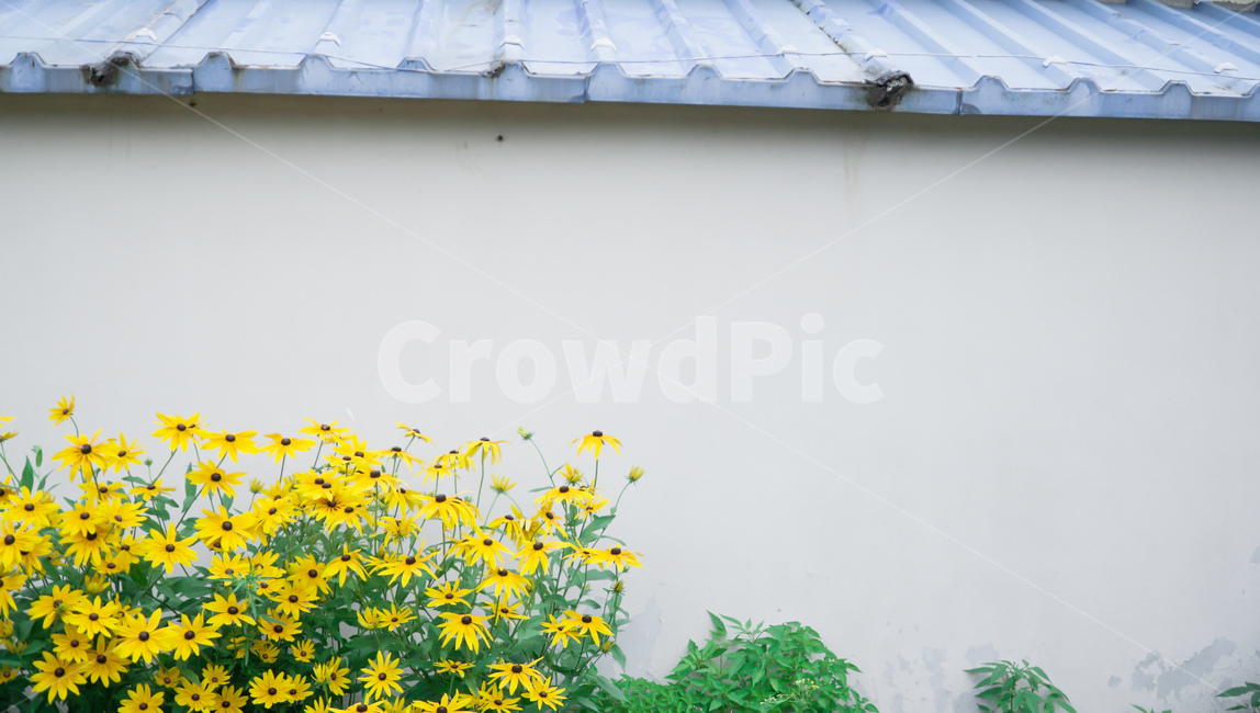 벽,노란색,꽃,초록색,들꽃,꽃,flower