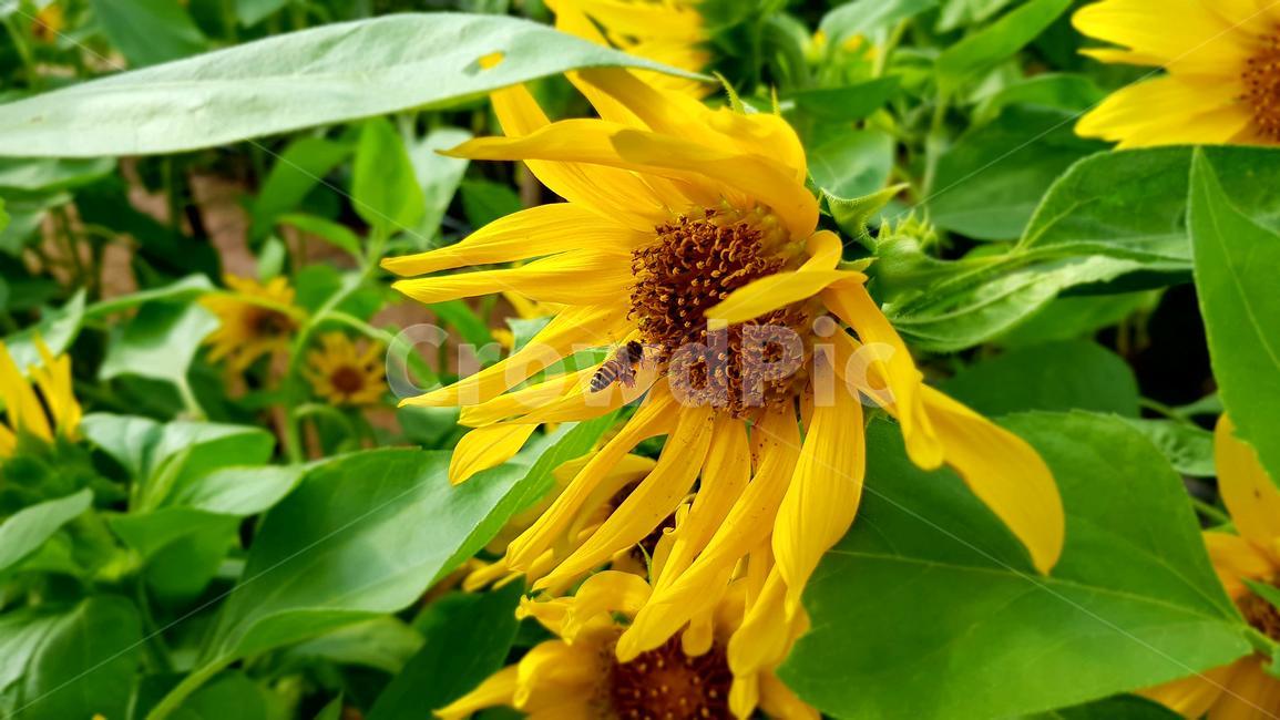 꽃,벌,일벌,꿀벌,코스모스,가음,식물,자연,plants,nature,꽃,flower,동물,animal,곤충,벌레,insect,bug