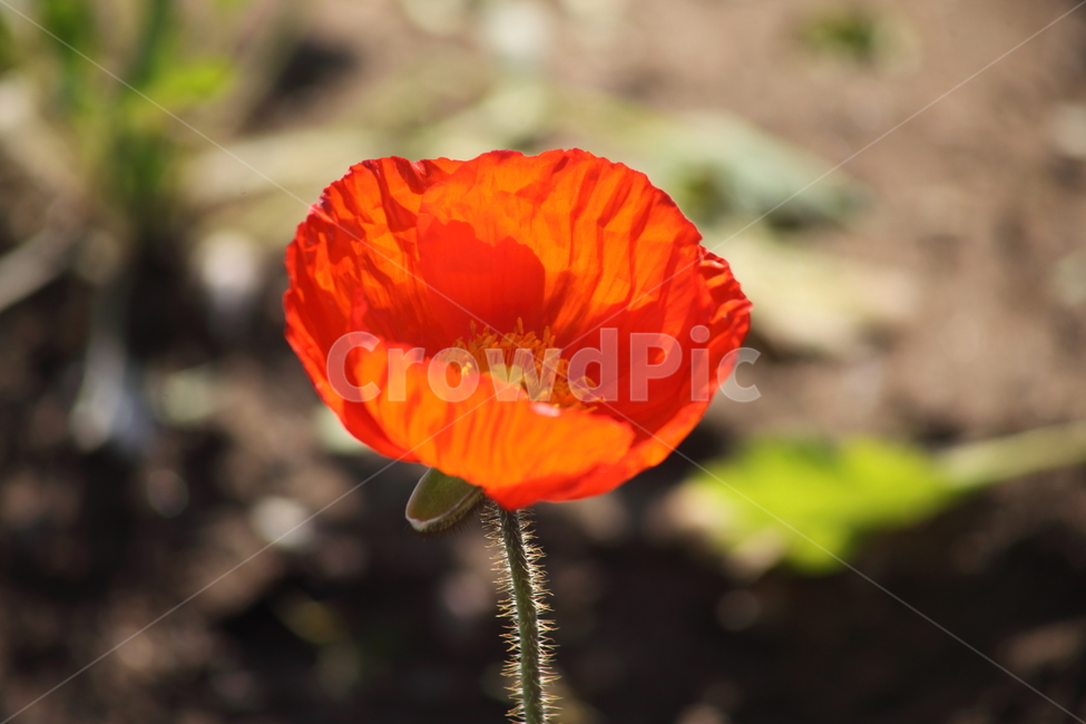 양귀비,꽃,꽃양귀비,조경용,poppy