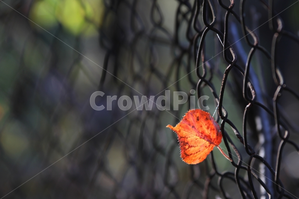 단풍잎,가을풍경,식물,자연,감성사진,단풍,가을,계절,fall,autumn,season,식물,자연,plants,nature,감성,sensible,feeling,leaf,잎,plant