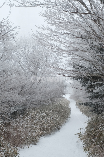 nature,자연,outdoors,옥외,ice,빙,snow,눈,겨울,계절,winter,season