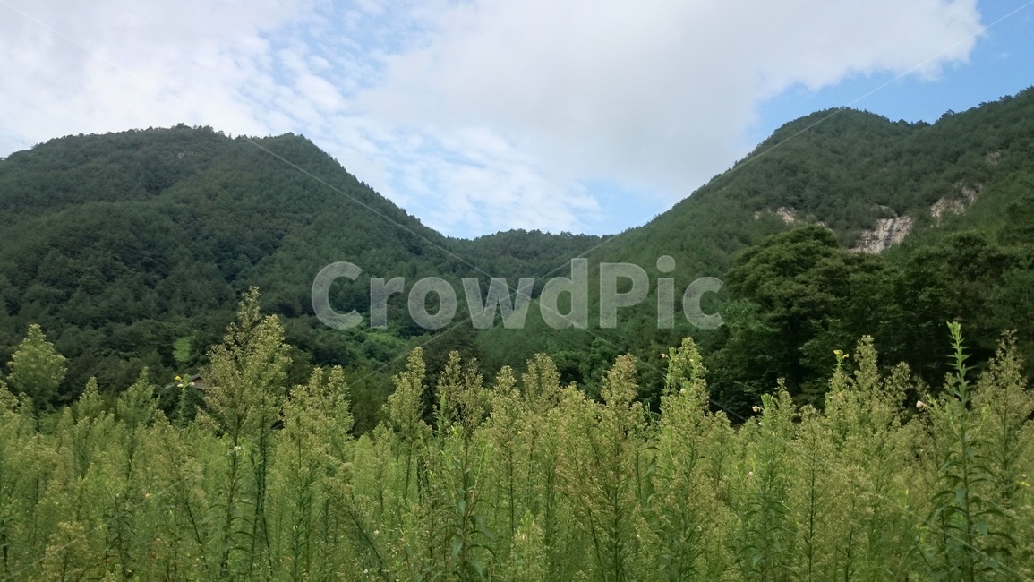 tree,나무,plant,산,식물