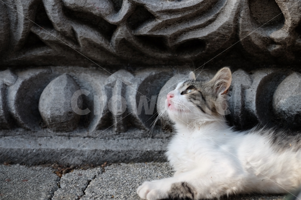 고양이,새끼고양이,아깽이,냥이,길고양이,귀여움,동물,동물,animal,포유류,mammal,고양이,cat,kitten,kitty