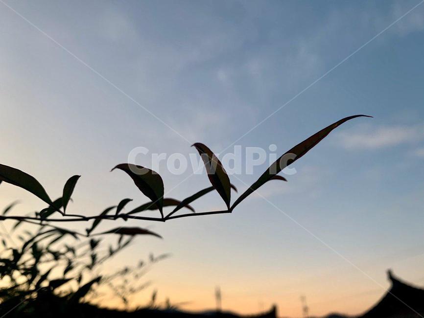 나뭇잎,가지,잎사귀,자연,sky,하늘
