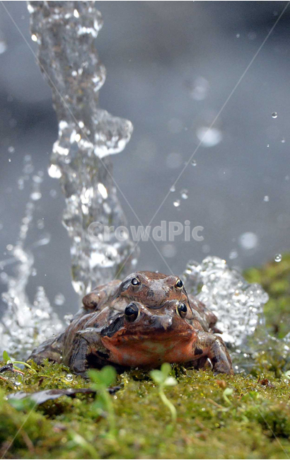 개구리,봄,물줄기,경칩,spring,cool,water,watercourse,stream,frog,봄,계절,spring,season,동물,animal,파충류,양서류,reptile,amphibian