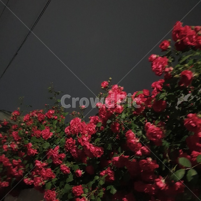 장미,하늘,밤,장미꽃,꽃,밤하늘,flower,rose,자연,봄꽃,봄,우아한,화려한,식물