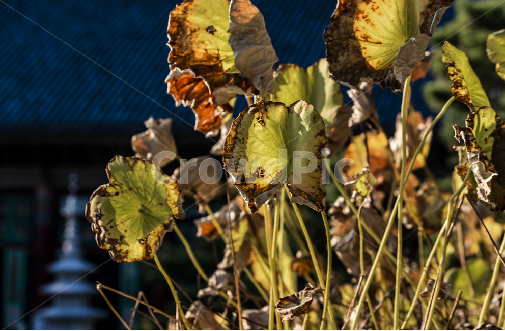 연꽃,연,감성,정물,정원,plant,식물,연잎