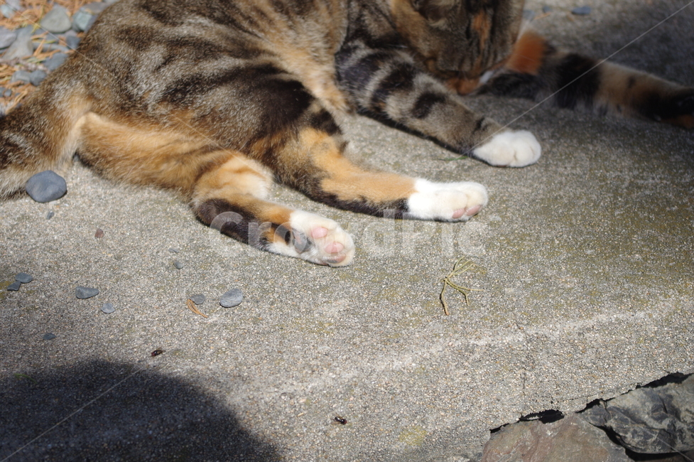 고양이발,고양이,고양이젤리,고양이발바닥,cat,feet,동물,animal,포유류,mammal,고양이,cat,kitten,kitty