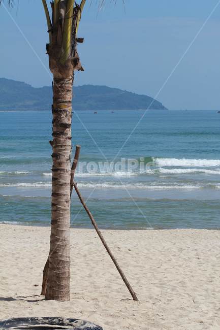 나무,해변,바다,모래,풍경,해변,바다,beach,sea