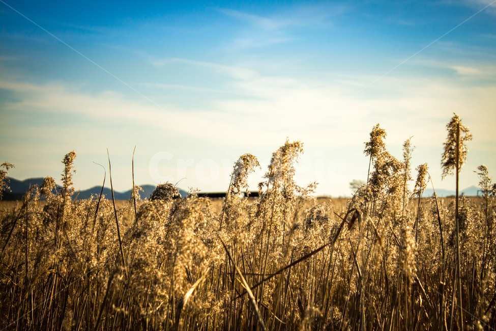 순천만,갈대밭,갈대,풍경,가을,가을,계절,fall,autumn,season,자연,풍경,nature,landscape,한국자연풍경,한국자연경관,korea nature landscape,plant,식물,food,음식,vegetable,야채,grain,곡물