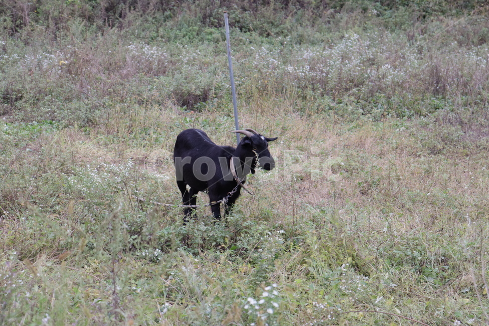 목초지,동물,가축,animal,goat,blackgoat,염소,흑염소