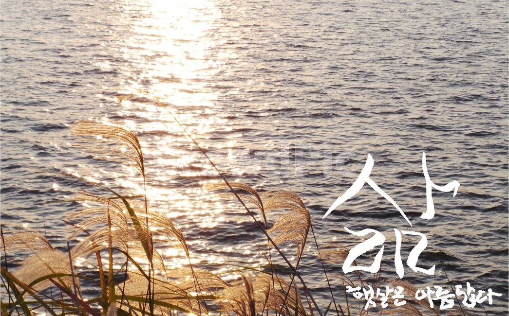 캘리그라피,삶,햇살,억새풀,강,물반사