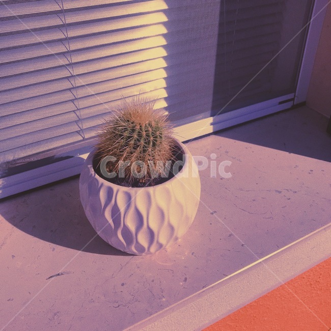 선인장,화분,식물,창가,자연,식물,자연,plants,nature,실내용화초,화분,화초,house plant
