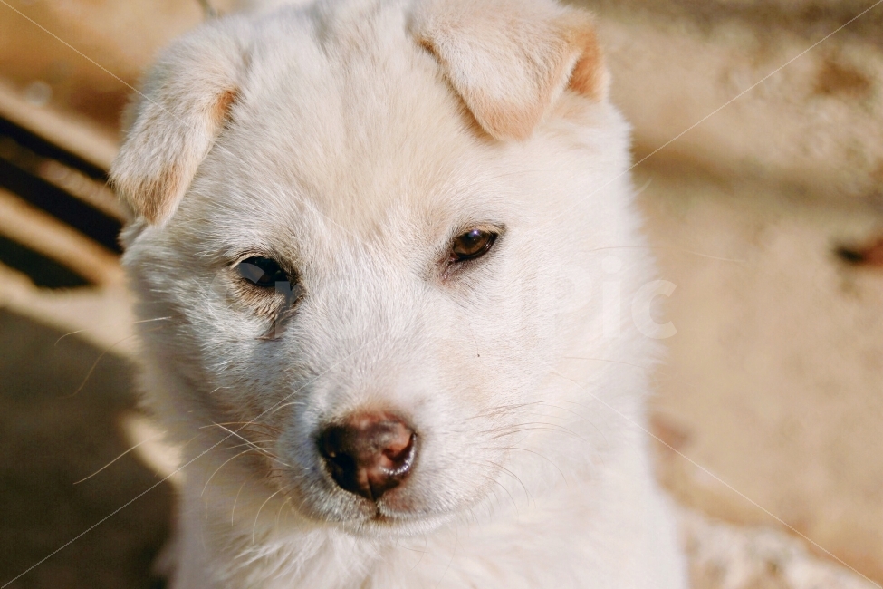 동물,animal,개,강아지,dog,doggy,puppy,포유류,눈,eye,빛,light,귀,ear,동물,animal,포유류,mammal,개,강아지,dog,doggy