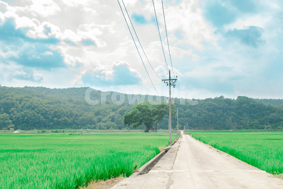 자연,nature,들,시골,들판,여름,summer,시골길