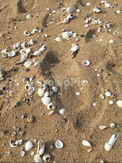 모래사장,조개,조개껍데기,해변,자연,자연,풍경,nature,landscape,해변,바다,beach,sea