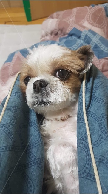강아지,반려동물,시츄,시추,개