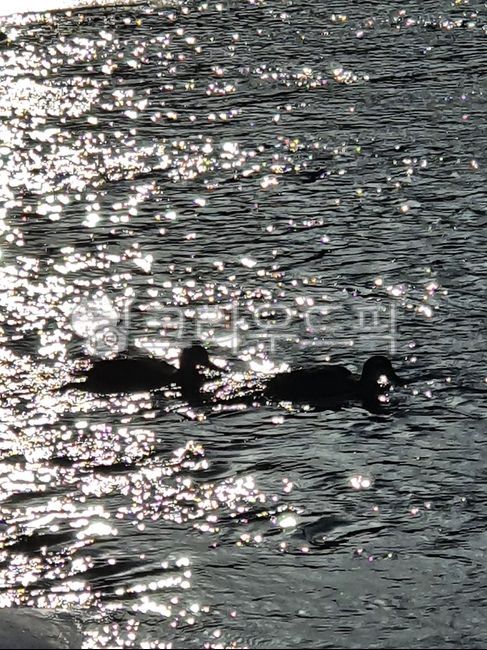 천둥오리,천둥오리실루엣,bird,물오리,물새실루엣
