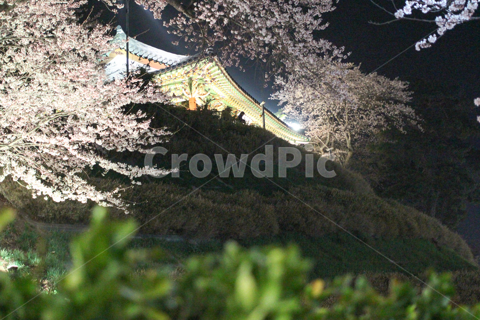 경포,경포대,벛꽃,봄,밤풍경,봄,계절,spring,season,한국전통,한국문화,korean traditional,korean culture,건축물,건물외관,exterior,building,structure,architecture,construction,blossom,꽃,cherry blossom,벚꽃,flower,plant,식물