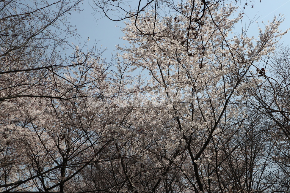 벚꽃,봄,벚꽃나무,나무,tree,plant,식물