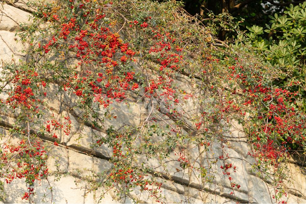 열매,붉은빛,빨간,트리장식,식물,식물,자연,plants,nature,과일,열매,fruit