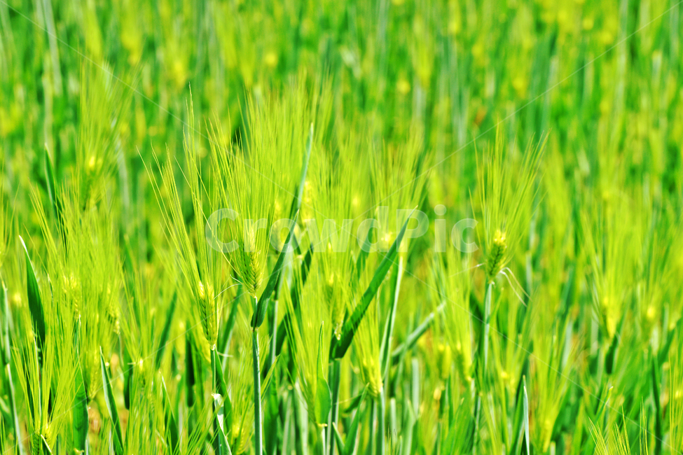 청보리,이삭,보리,연두색,싹,식물,자연,plants,nature,곡류,곡식,cereals