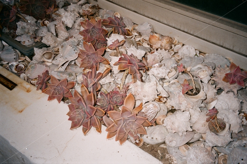 제주도,필름카메라,돌,조개껍질,다육이,식물,식물,자연,plants,nature