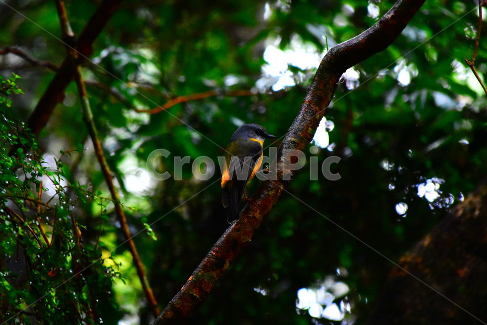 bowerbird,새,동물,나무,이슬비,bird,animal,nature,자연,tree,drizzle,wild,wildlife,forest,동물,animal,조류,새,birds