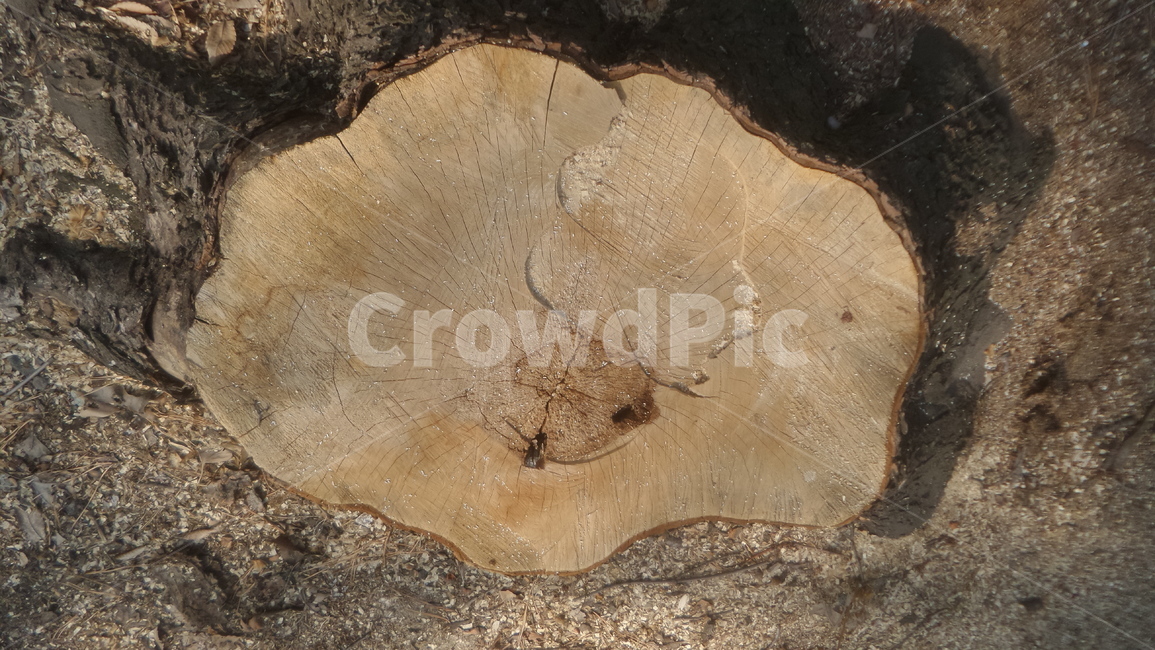 나무,나이테,growthring,목재,나무단면,나무,trees,wood