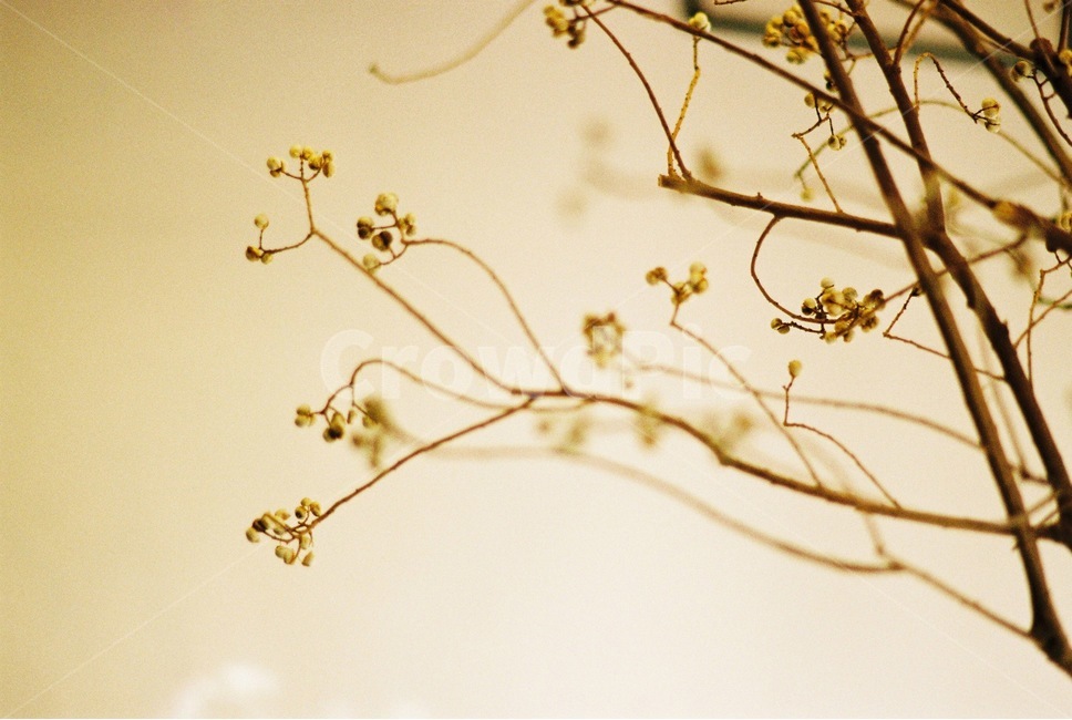 식물,plant,감성,마른식물,필름