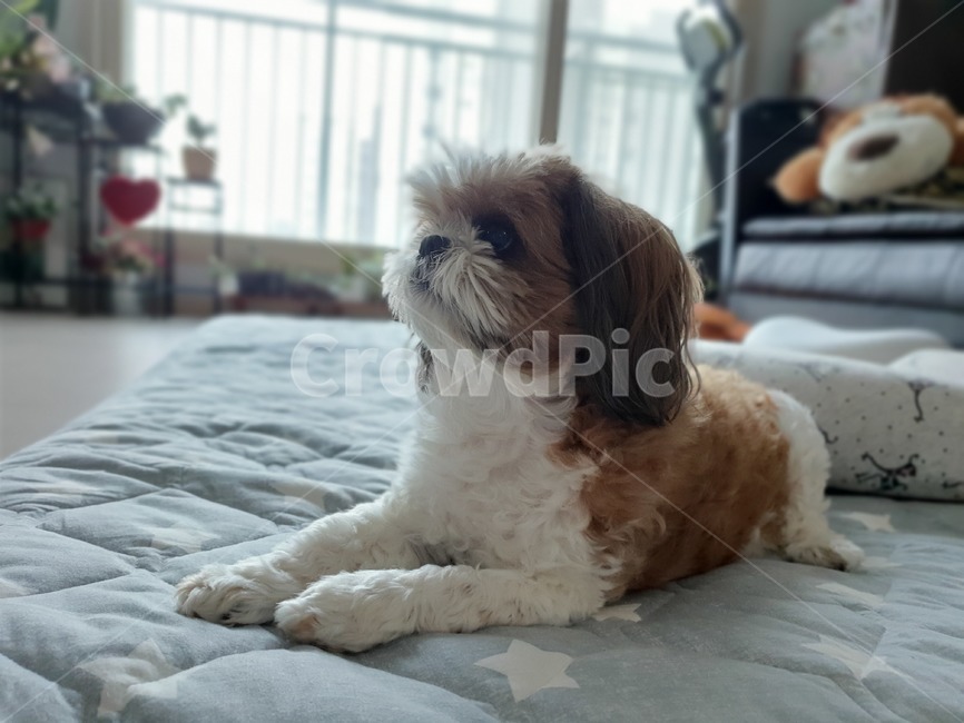 강아지,개,시츄,동물,애완돌물,귀여운,동물,animal,포유류,mammal,개,강아지,dog,doggy