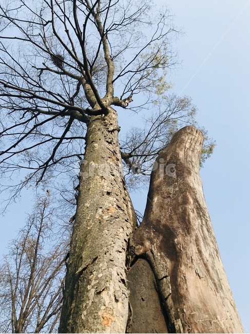 plant,식물,tree,나무,나무줄기