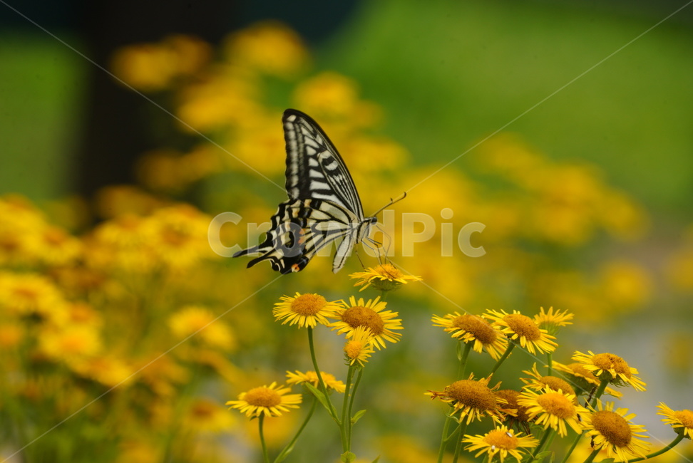 나비,꽃,야생화,노란색,식물,butterfly,flower,summer
