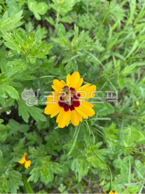 해바라기,해바라기꽃,풍수지리,해바라기꽃잎,해바라기씨,꽃,들꽃,여름꽃,꽃배경,노란꽃,sunflower,sunflowers,자연,식물