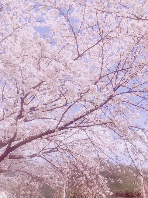 벚꽃,봄,나무,풍경,벚꽃나무,봄,계절,spring,season,plant,식물,flower,꽃,cherry blossom,blossom
