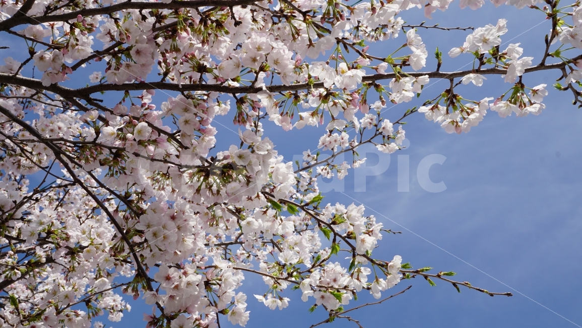 하늘,제주,벚꽃,봄,구름,봄,계절,spring,season,식물,자연,plants,nature,꽃,flower,plant,blossom