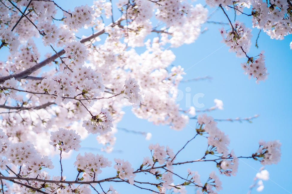 flower,blossom,벗꽃,하늘,꽃,식물,plant,벚꽃,봄,계절,spring,season
