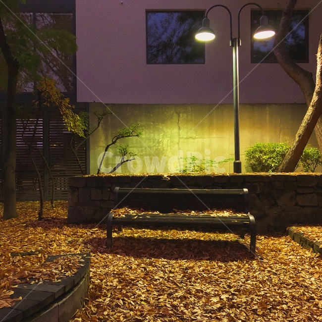 자연,가을,아날로그,감성,단풍,은행,식물,분위기,고즈넉함,가을,계절,fall,autumn,season,야경,밤,풍경,nightscape,night,landscape