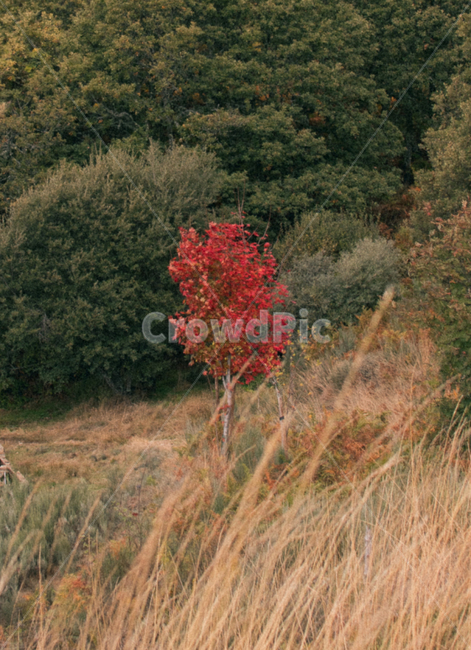 tree,나무,plant,식물,가을,갈대,단풍,산,감성사진