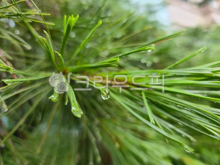 Pine needles,pine needles,water drops,rain,pine tree water drops,pine rain